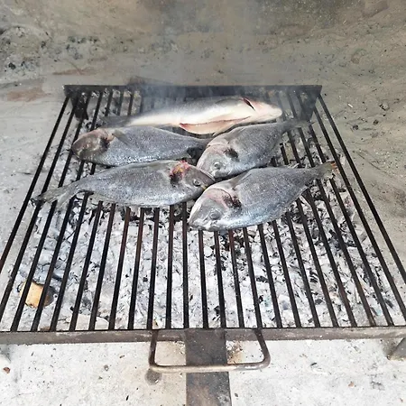 Latica * Split